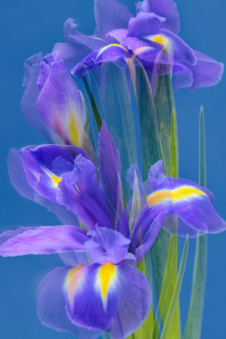 Camille et charlotte eclosion bd