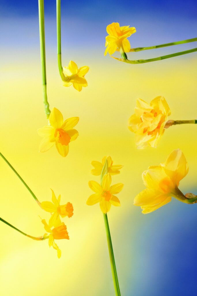 Camille et charlotte promesse