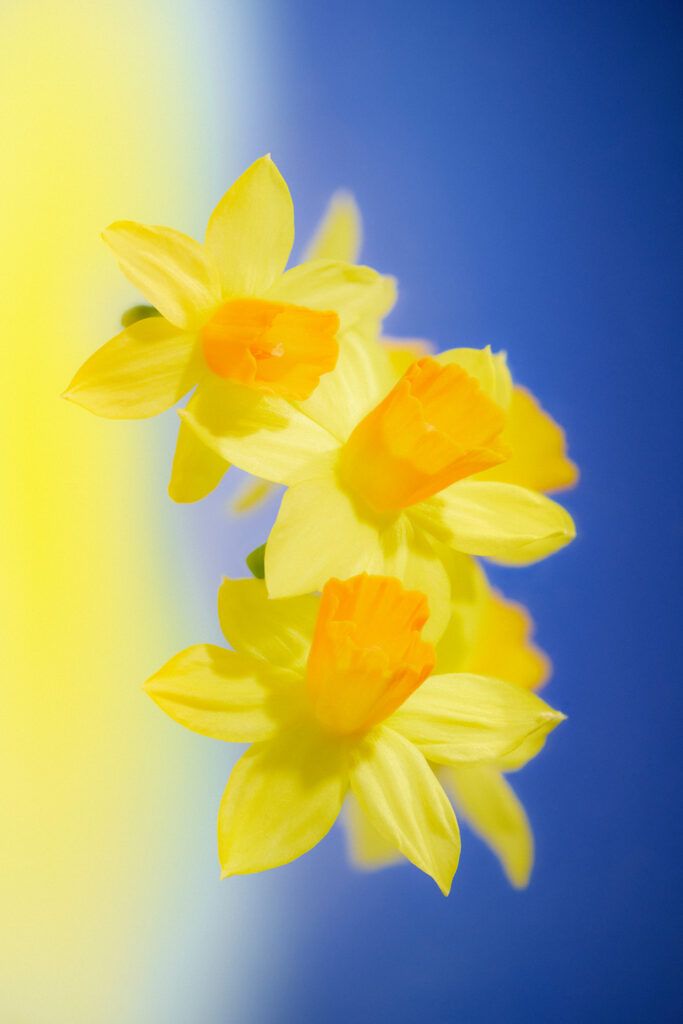 Camille et charlotte promesse
